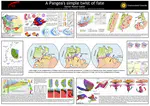 A Pangea's simple twist of fate